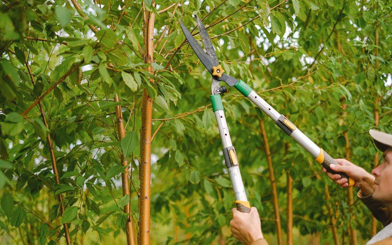 Tree trimming in Dugspur, VA